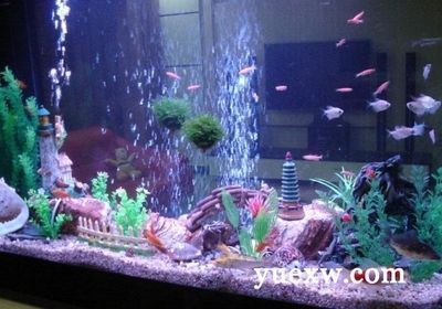黃金貓是什么魚種圖片欣賞(黃金魚是什么魚種)