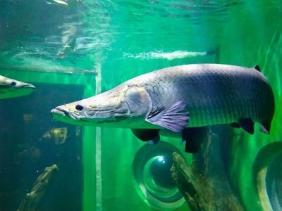 水族館名稱大全500種：全球500個(gè)著名水族館及其特色
