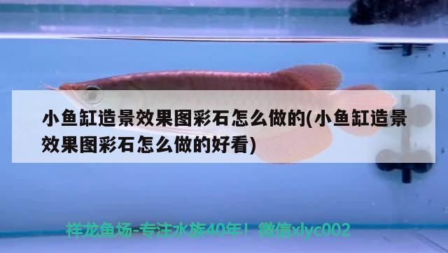 小魚(yú)缸造景效果圖彩石怎么做的(小魚(yú)缸造景效果圖彩石怎么做的好看)