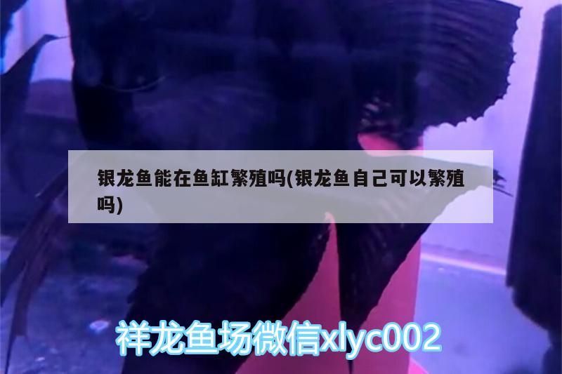 銀龍魚能在魚缸繁殖嗎(銀龍魚自己可以繁殖嗎)