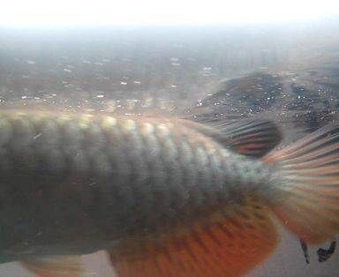 過背金龍魚怎么看品相：鑒賞過背金龍魚的品相
