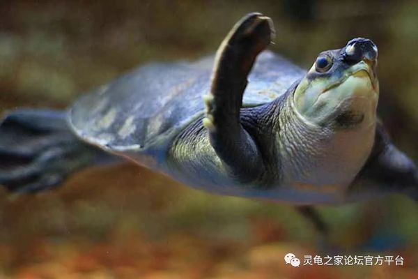 豬鼻龜互動性怎么樣：為什么養豬鼻龜