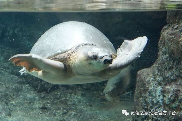 豬鼻龜互動性怎么樣：為什么養(yǎng)豬鼻龜