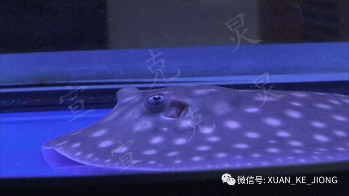 被魟魚刺到怎么消腫：被魟魚刺到后怎么消腫