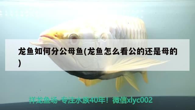 滄州水族館（滄州水族館開放嗎） 滄州水族館（滄州水族館開放嗎） 錦鯉魚百科 第1張