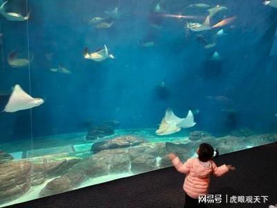 開一個水族館多少錢人民幣（開一個水族館的成本可能在10萬至20萬元之間）