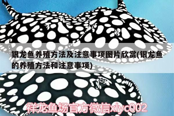 銀龍魚(yú)養(yǎng)殖方法及注意事項(xiàng)圖片欣賞(銀龍魚(yú)的養(yǎng)殖方法和注意事項(xiàng)) 銀龍魚(yú)養(yǎng)殖方法及注意事項(xiàng)圖片欣賞(銀龍魚(yú)的養(yǎng)殖方法和注意事項(xiàng)) 銀龍魚(yú)百科 第2張
