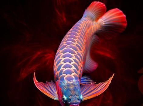 龍魚怕紅色嗎為什么：龍魚對紅色有什么反應？