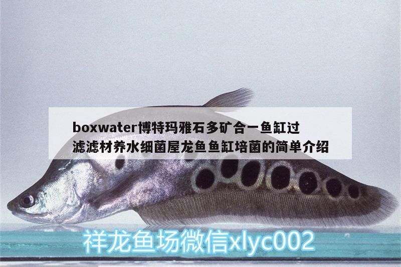 錦鯉魚 boxwater博特瑪雅石多礦合一魚缸過濾濾材養水細菌屋龍魚魚缸培菌的簡單介紹 博特水族 boxwater博特瑪雅石多礦合一魚缸過濾濾材養水細菌屋龍魚魚缸培菌的簡單介紹 boxwater博特瑪雅石多礦合一魚缸過濾濾材養水細菌屋龍魚魚缸培菌的簡單介紹 博特水族