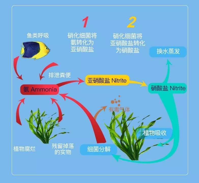 最招財的風水魚排名，養對魚，財運滾滾來！最招財的風水魚排名，養對魚，財運滾滾來！