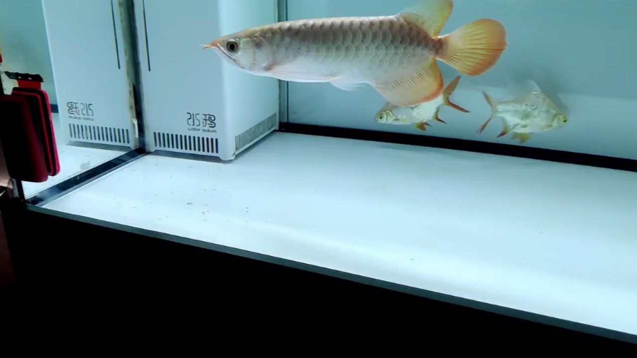 江門魚缸批發市場地址電話號碼：珠海魚缸哪里有賣