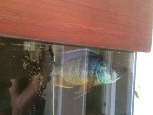 比較便宜的觀賞魚（便宜又好養的觀賞魚有哪些？） 比較便宜的觀賞魚（便宜又好養的觀賞魚有哪些？） 速倍妥 第1張