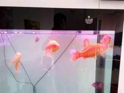 比較便宜的觀賞魚（便宜又好養的觀賞魚有哪些？） 比較便宜的觀賞魚（便宜又好養的觀賞魚有哪些？） 速倍妥 第4張