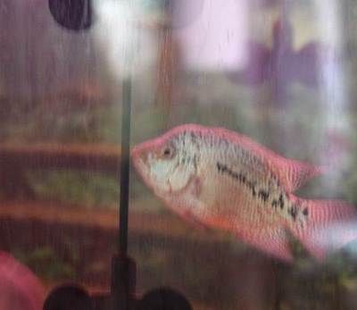 比較便宜的觀賞魚（便宜又好養的觀賞魚有哪些？） 比較便宜的觀賞魚（便宜又好養的觀賞魚有哪些？） 速倍妥 第3張