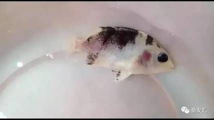 虎魚身上有黑紗怎么辦：虎魚身上出現黑紗可能由多種原因引起，虎魚身上有黑紗怎么辦 虎魚身上有黑紗怎么辦：虎魚身上出現黑紗可能由多種原因引起，虎魚身上有黑紗怎么辦 虎魚百科 第3張