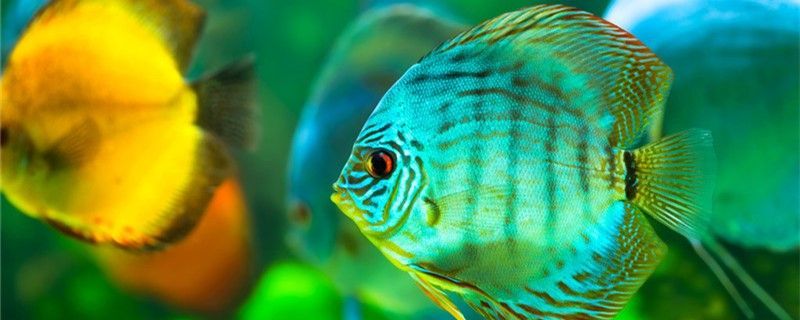 七彩神仙魚多久能長大能長到多大