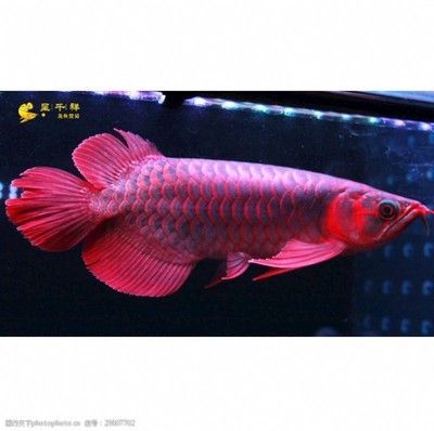 孟吉爾特里斯:孟吉爾特里斯紅外線紅龍魚 廣州孟吉爾 第1張 孟吉爾特里斯:孟吉爾特里斯紅外線紅龍魚 孟吉爾特里斯:孟吉爾特里斯紅外線紅龍魚 廣州孟吉爾 第1張