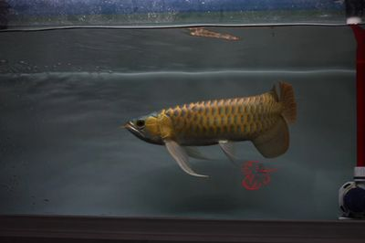 孟吉爾特里斯：孟吉爾特里斯紅外線紅龍魚 孟吉爾特里斯：孟吉爾特里斯紅外線紅龍魚 廣州孟吉爾 第3張