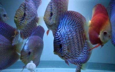 觀賞魚七彩神仙魚食牛心漢堡可不可以用豬肉代替（七彩神仙魚的飲食習慣和自制寵物飼料的技巧對于飼料的技巧）
