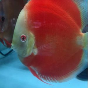 觀賞魚七彩神仙魚食牛心漢堡可不可以用豬肉代替（七彩神仙魚的飲食習慣和自制寵物飼料的技巧對于飼料的技巧）