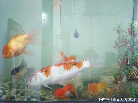 沒有過濾器的魚缸怎么讓水變清，如何自制簡易魚缸過濾器魚缸水變綠的解決辦法