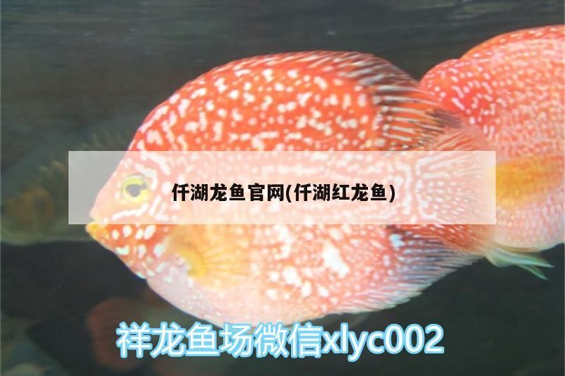 仟湖龍魚(yú)官網(wǎng)(仟湖紅龍魚(yú)) 仟湖龍魚(yú)官網(wǎng)(仟湖紅龍魚(yú)) 仟湖
