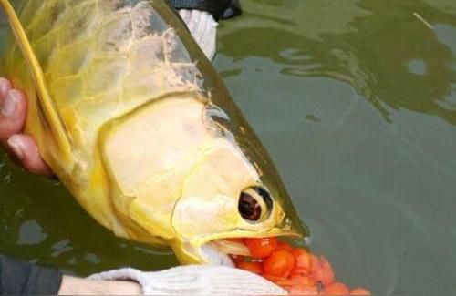 詳細(xì)閱讀:紅龍魚(yú)繁殖:印尼大湖紅龍品質(zhì)怎么樣 紅龍魚(yú)繁殖:印尼大湖紅龍品質(zhì)怎么樣