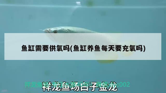 魚缸需要供氧嗎(魚缸養(yǎng)魚每天要充氧嗎) 魚缸需要供氧嗎(魚缸養(yǎng)魚每天要充氧嗎) 可麗愛魚缸