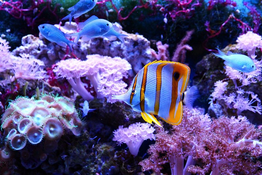 晉城哪里有水族館_（晉城哪里有水族館賣）