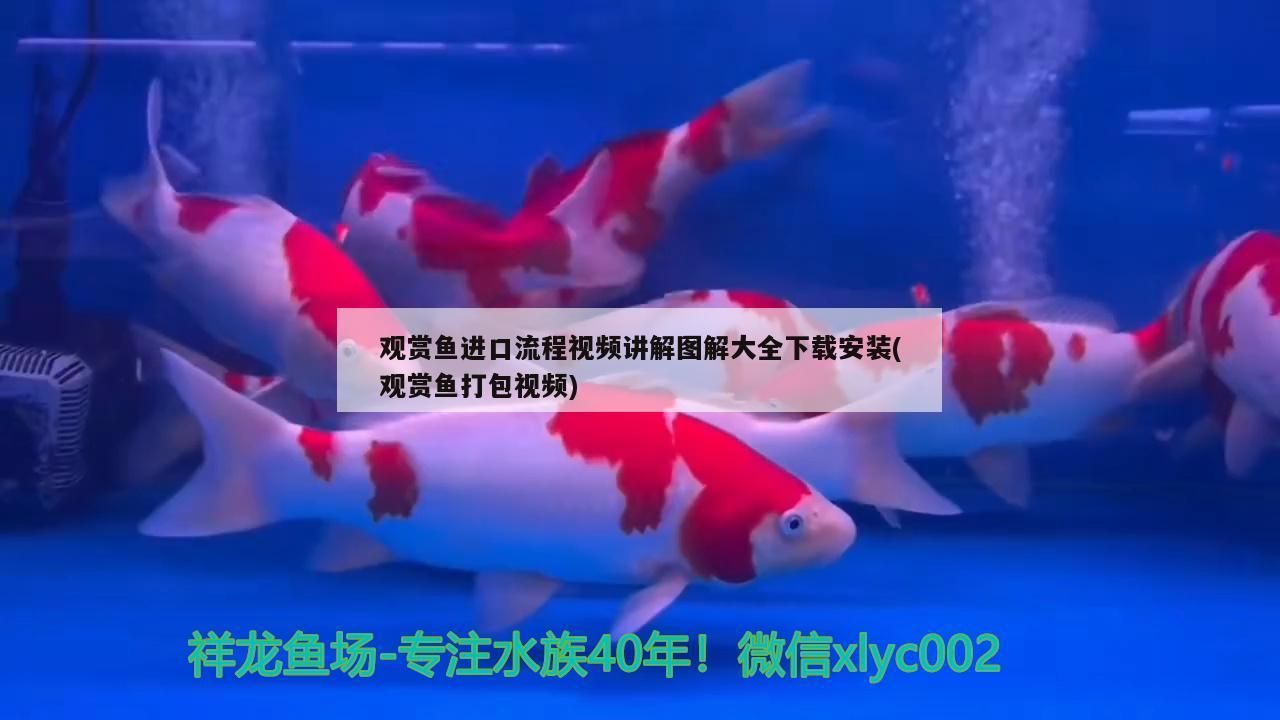 白山觀賞魚店地址電話號(hào)碼（白山海鮮店電話號(hào)碼）