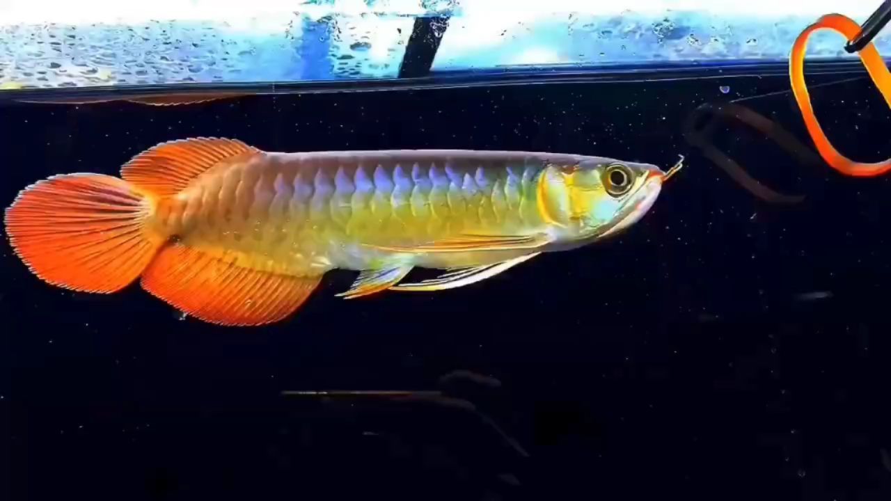 炮彈頭大湖紅龍