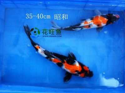 觀賞魚可以混合養嗎（觀賞魚可以混養嗎？） 觀賞魚可以混合養嗎（觀賞魚可以混養嗎？） 天王紅龍 第1張
