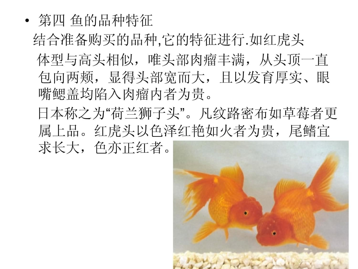 觀賞魚可以混合養嗎（觀賞魚可以混養嗎？） 觀賞魚可以混合養嗎（觀賞魚可以混養嗎？） 天王紅龍 第4張