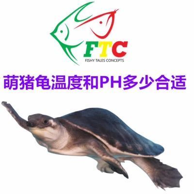 豬鼻龜對水質(zhì)的要求高嗎：豬鼻龜對水質(zhì)的要求
