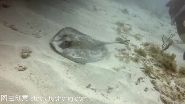 魟魚爛邊：如何預防魟魚爛邊 魟魚爛邊：如何預防魟魚爛邊 魟魚百科 第3張