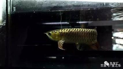 最旺人的三種花，富貴竹、發財樹、金錢樹的風水奧秘，富貴竹、發財樹、金錢樹，三大旺運植物的風水奧秘解析