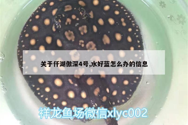 關于仟湖傲深4號,水好藍怎么辦的信息