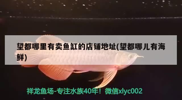 紅龍魚用黃燈烤有用嗎 望都哪里有賣魚缸的店鋪地址(望都哪兒有海鮮) 黃金貓魚百科 望都哪里有賣魚缸的店鋪地址(望都哪兒有海鮮) 望都哪里有賣魚缸的店鋪地址(望都哪兒有海鮮) 黃金貓魚百科