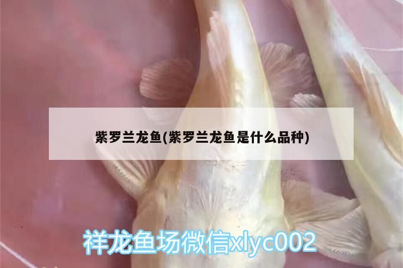 詳細(xì)閱讀:紫羅蘭龍魚(紫羅蘭龍魚是什么品種) 紫羅蘭龍魚(紫羅蘭龍魚是什么品種)