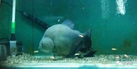 虎魚身上突然黑斑了怎么辦：虎魚身上出現黑斑了怎么辦