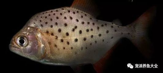 虎魚身上突然黑斑了怎么辦：虎魚身上出現黑斑了怎么辦