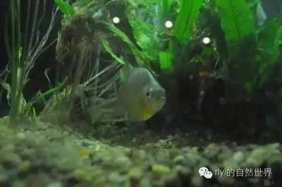 虎魚身上突然黑斑了怎么辦：虎魚身上出現黑斑了怎么辦