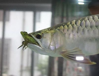 觀賞魚水溫多少度（觀賞魚的水溫范圍因種類和季節不同而有所差異）