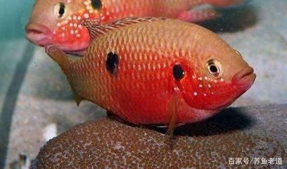 觀賞魚水溫多少度（觀賞魚的水溫范圍因種類和季節不同而有所差異）