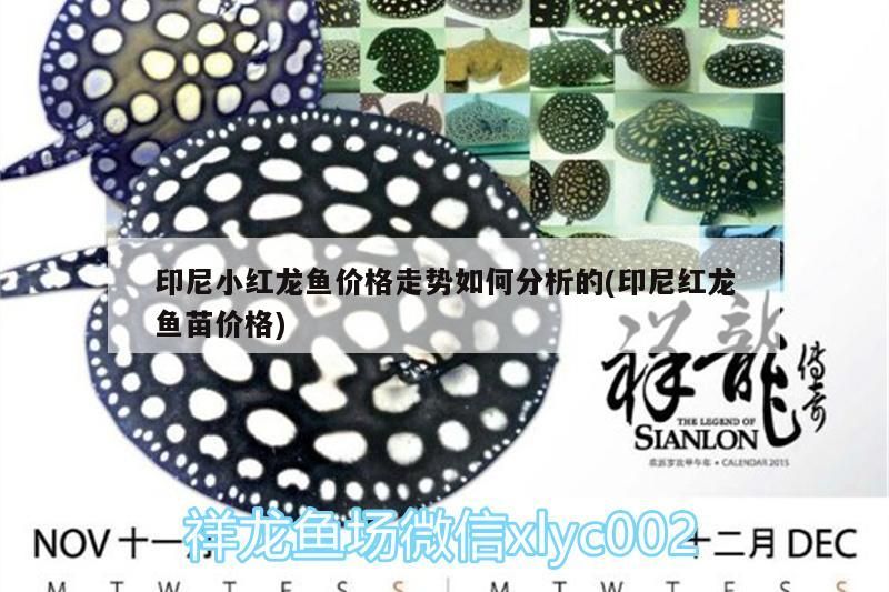 印尼小紅龍魚價格走勢如何分析的(印尼紅龍魚苗價格)