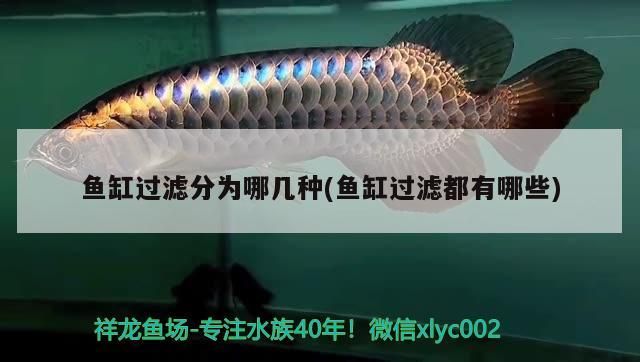 錦州哪里有水族館 錦州哪里有水族館開放 錦州哪里有水族館 錦州哪里有水族館開放 武吉美拉金龍魚 第2張