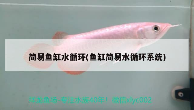簡(jiǎn)易魚(yú)缸水循環(huán)(魚(yú)缸簡(jiǎn)易水循環(huán)系統(tǒng)) 簡(jiǎn)易魚(yú)缸水循環(huán)(魚(yú)缸簡(jiǎn)易水循環(huán)系統(tǒng)) 黃金貓魚(yú)百科