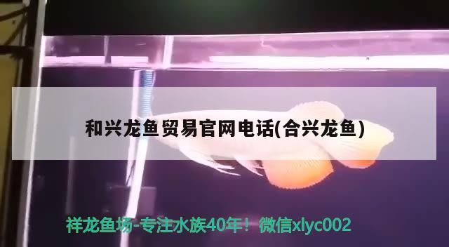 和興龍魚貿易官網電話(合興龍魚)