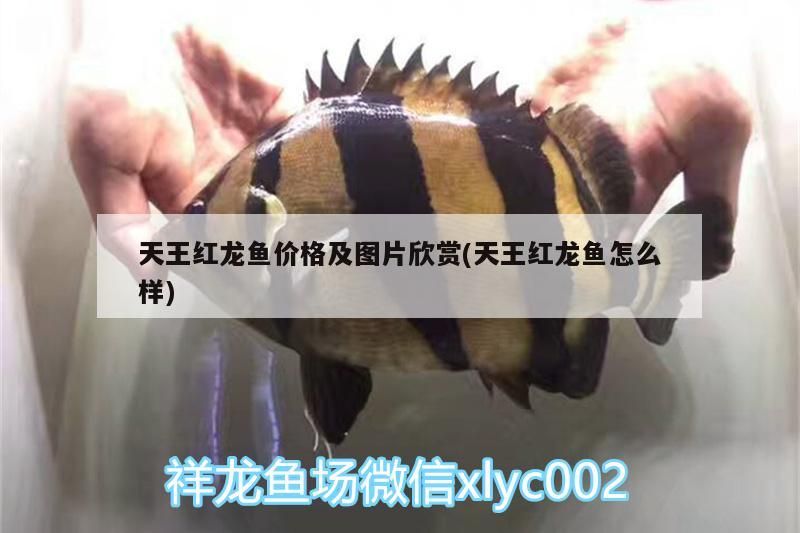 天王紅龍魚價格及圖片欣賞(天王紅龍魚怎么樣)