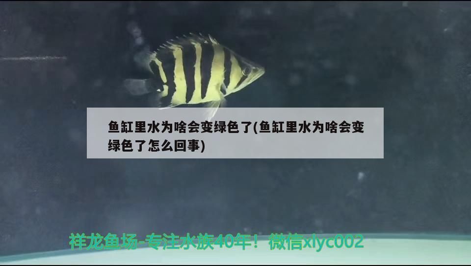魚(yú)缸里水為啥會(huì)變綠色了(魚(yú)缸里水為啥會(huì)變綠色了怎么回事)